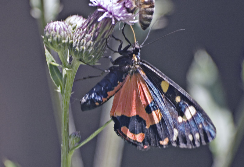 Callimorpha  dominula